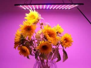 Lampe led culture indoor