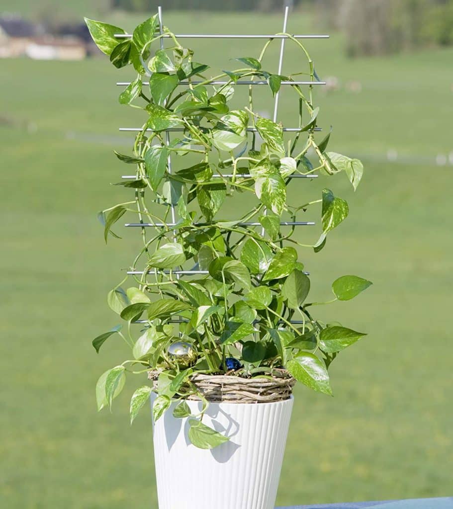 palissage vigne