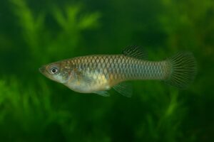 poisson moustique