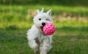 chien jouet