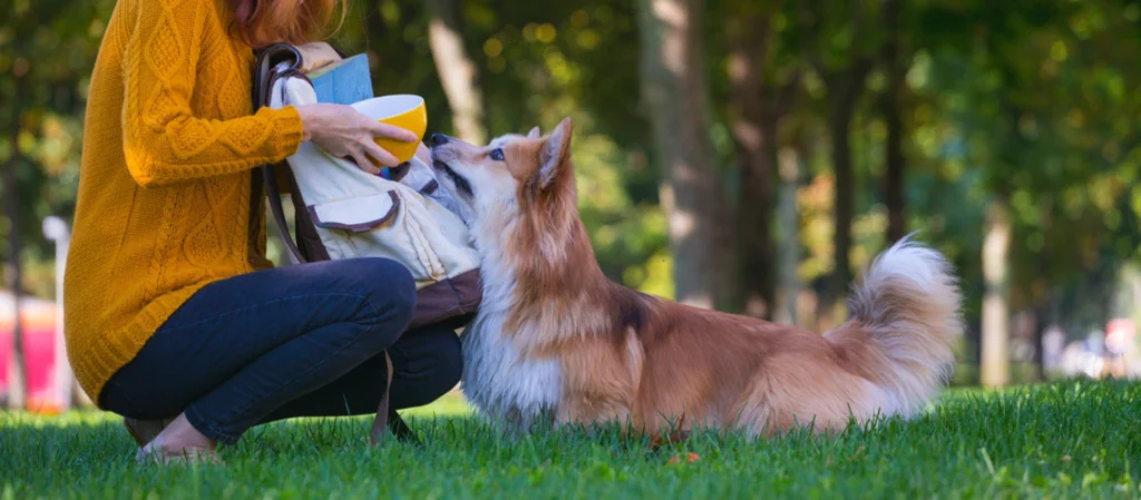chien recompense