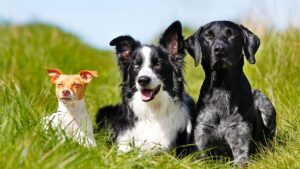 chiots