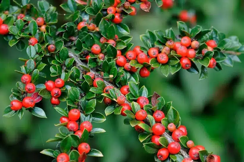 cotoneaster horizontalis.jpg