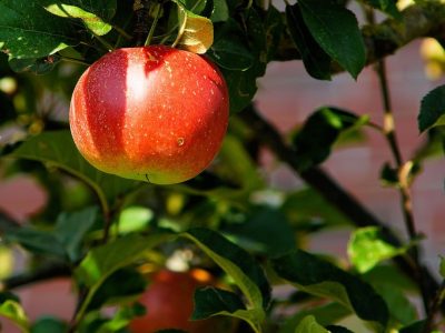 POMME