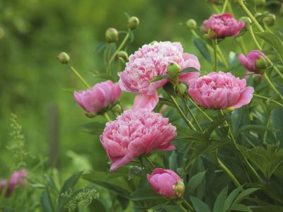 Pink Peony