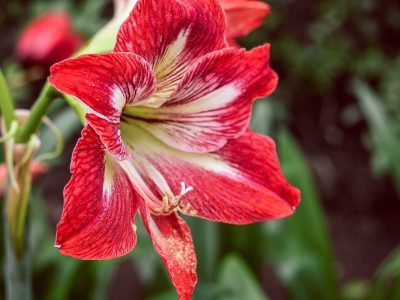amaryllis belladonna