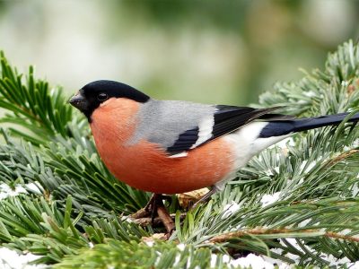 animal-1125111_960_720