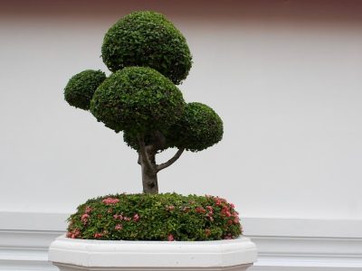 bonsai-1171555_960_720