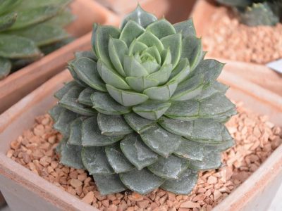 cactus-2756739_960_720