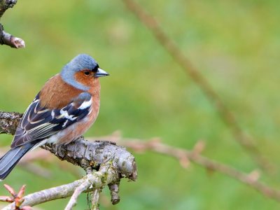 chaffinch-1332886_960_720