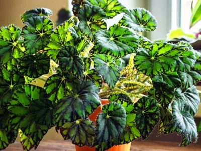 fertiliser naturellement les plantes d'interieur