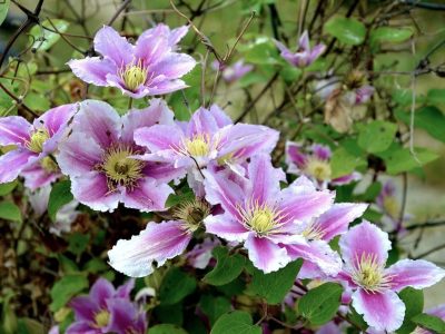 clematite