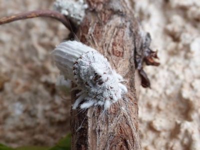 cochineal-2187566_960_720