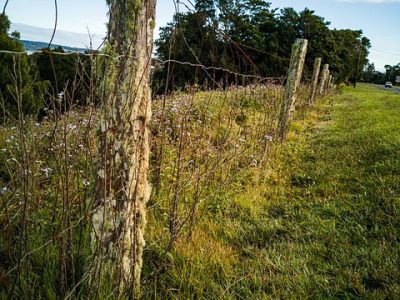 cloture-de-jardin-grillage