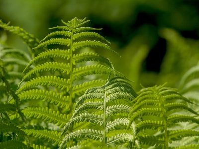 ferns-3378058_960_720