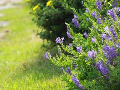 flowers-3241264_960_720
