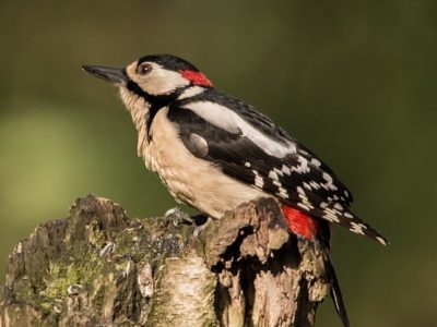 great-spotted-woodpecker-2478720_960_720