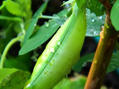haricot vert