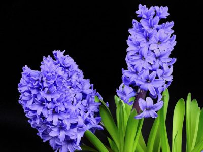 jacinthe
