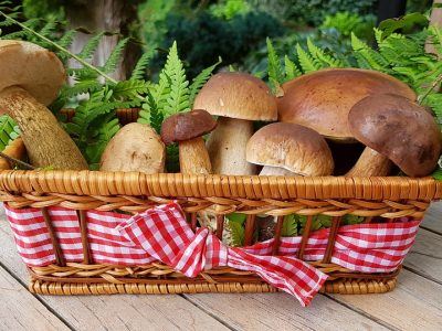 mushrooms-2678385_960_720