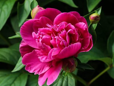 plantation pivoines