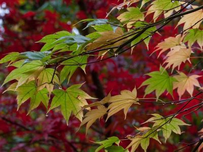rain-202439_960_720