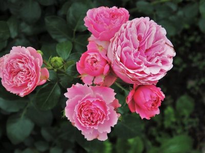 rosiers