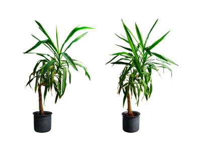 yucca-3939470_960_720